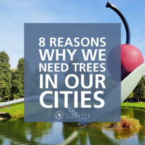 Minneapolis Trees Sustainable Living Civil Engineer Minnesota