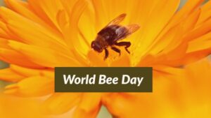World Bee Day Nat Geo Bees sustainable living Landform Minneapolis Minnesota